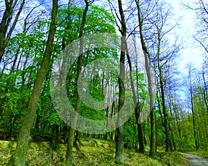 Green trees in the blue background of the sky