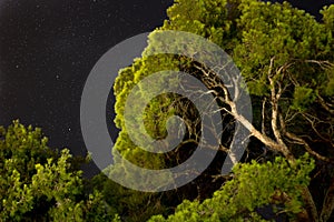 green trees bottoms up view with the night sky and the stars on