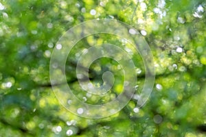 Green Trees and Branches Background