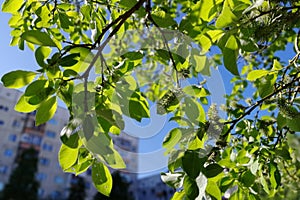 Green trees, branches with leaves in the yard of a house in a city in Siberia. Bottom view.