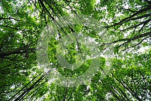 Green trees leaves canopy