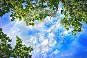 Green trees and clouds in the sky, view from the bottom up