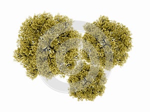 Green trees concept isolated