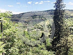 Green trees and decathlon plants In the botanical garden of the city