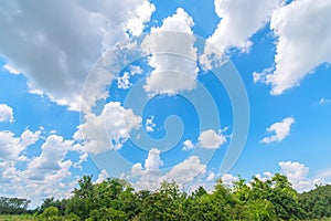 Green trees in the forest against blue sky with white clouds.