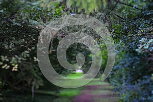 Green trees in the forest. Blurred photo.