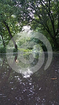 Green trees in the forest reflected in the water