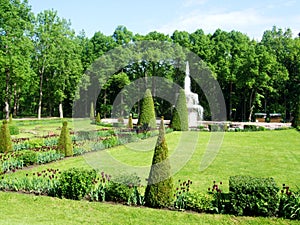 Green trees and fountain in the park of petergof