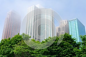 Green Trees in front of Skyscrapers along Michigan Avenue in the South Loop of Chicago on a Foggy Day