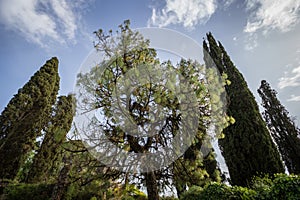 Green trees in the Garden of Ninfa.