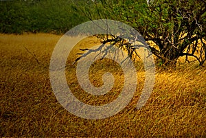 Green trees and golden grass in autumn