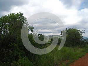 GREEN TREES AND GRASS ALONGSIDE A DIRT ROAD IN A SOUTH AFRICAN LANDSCAPE UNDER A CLOUDY SKY