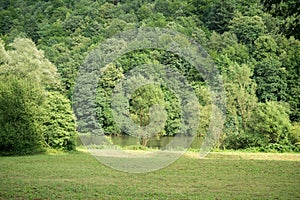 Green trees and grass in the forest by the river during sunny day.