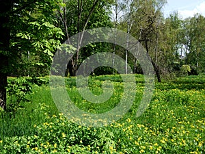 Green trees and grass in garden