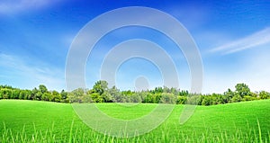 Green trees with grass meadow field and little hill with white clouds and blue sky in summer seasonal.