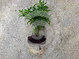 Green trees that have been planted in pots and then taken out of pots can looking at tree roots