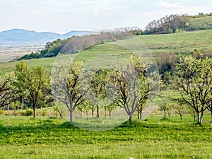 Green trees and hills in Maramures, Romania. Spring landscape