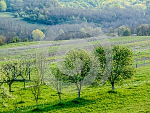 Green trees and hills in Maramures, Romania. Spring landscape