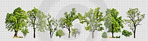 Green trees isolated on transparent background forest and summer foliage for both print and web .