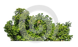 Green Trees isolated on a white background. are Forest and foliage in summer for both printing and web pages