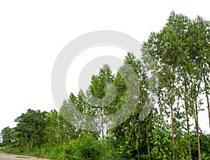 Green Trees isolated on white background.are Forest and foliage in summer for both printing and web pages with cut path and alpha. photo