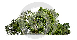 green trees isolated on white background. forest and leaves in summer rows of trees and bushes photo