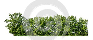 Green trees isolated on a white background. forest and leaves in summer rows of trees and bushes