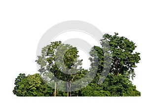 Green trees isolated on a white background. forest and leaves in summer rows of trees and bushes