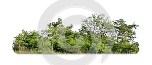 Green trees isolated on a white background. forest and leaves in summer rows of trees and bushes