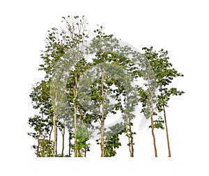 Green trees isolated on a white background. forest and leaves in summer rows of trees and bushes