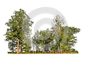 Green trees isolated on a white background. forest and leaves in summer rows of trees and bushes