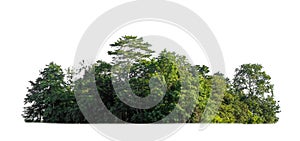 Green trees isolated on a white background. forest and leaves in summer rows of trees and bushes