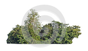 green trees isolated on white background. forest and leaves in summer rows of trees and bushes