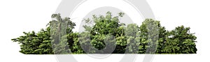 green trees isolated on white background. forest and leaves in summer rows of trees and bushes