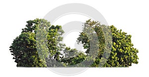 green trees isolated on white background. forest and leaves in summer rows of trees and bushes