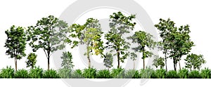 Green trees isolated on white background. forest and leaves in summer rows of trees and bushes