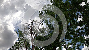 Green Trees leaf Against Blue Sky and clound at front garden Concept