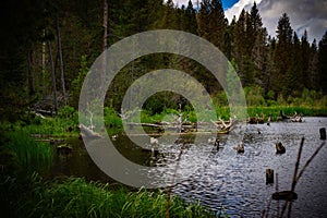 Green trees lie next to marshy pond