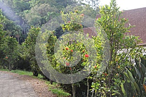 Green trees like red flowers