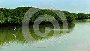 Green trees in the mam grow forest with sky. photo