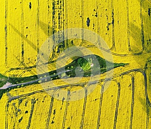 Green trees in the middle of a large flowering yellow rape field, view from above, Drone view