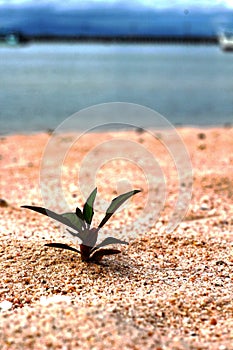 Green trees new birth on the land that the sand.