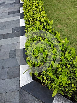 Green trees next to the side walk.