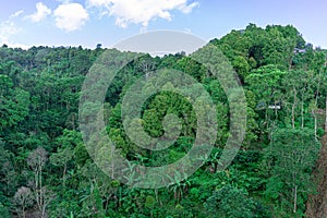 Green trees over the hills