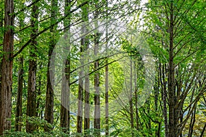 Green trees in the park at Namiseom