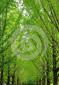 Green trees in the park at Namiseom