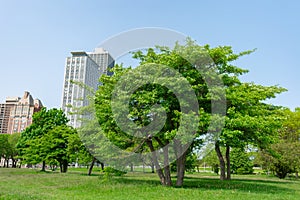 Green Trees at a Park at North Avenue Beach along Lake Shore Drive in Chicago with Buildings