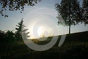 Green trees in the forest during sunny day.