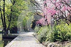 Green trees and peach blossom