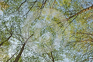 Verde alberi fotografato gridare 